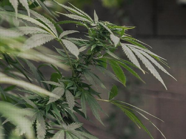 Las mejores fertilizantes cannabis sativa