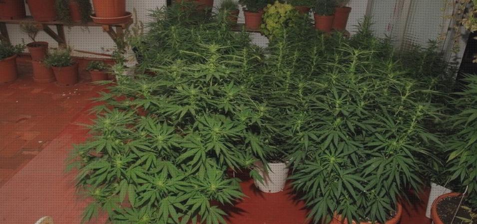 Análisis de los 25 mejores Fertilizantes Cultivos Cannabis Exteriores