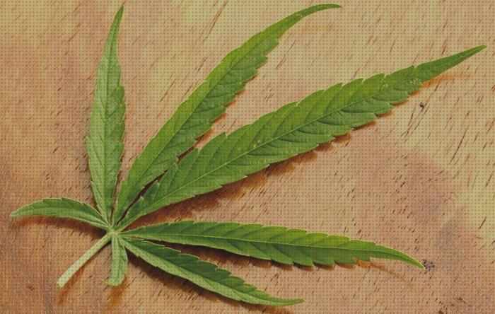 ¿Dónde poder comprar fertilizantes hidroponico cannabis foliar?