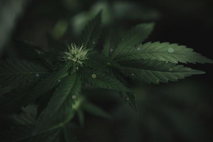 Opiniones de los 21 mejores Fertilizantes Hidroponico Cannabis Foliares