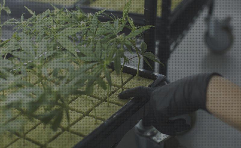 Mejores 32 fertilizantes marihuanas hidroponia para comprar
