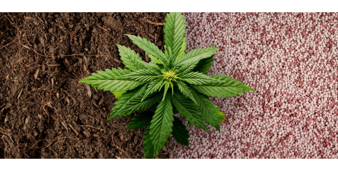 28 Mejores fertilizantes marihuanas ventajas del mundo