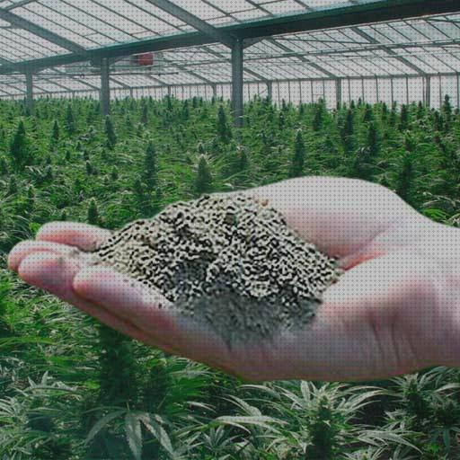 Las mejores fertilizantes fertilizantes marihuana ventajas