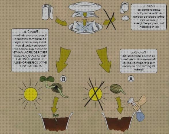 Las mejores semillas de cannabis autofloracion cannabis fgerminar semillas de cannabis