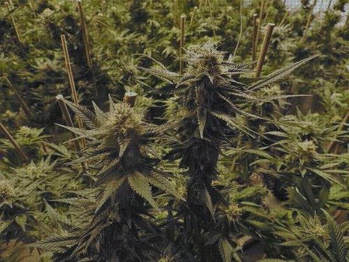 Las mejores cannabis floracion