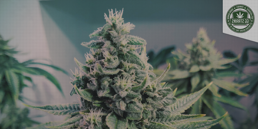 Review de los 29 mejores gg5 marihuanas semillas para comprar