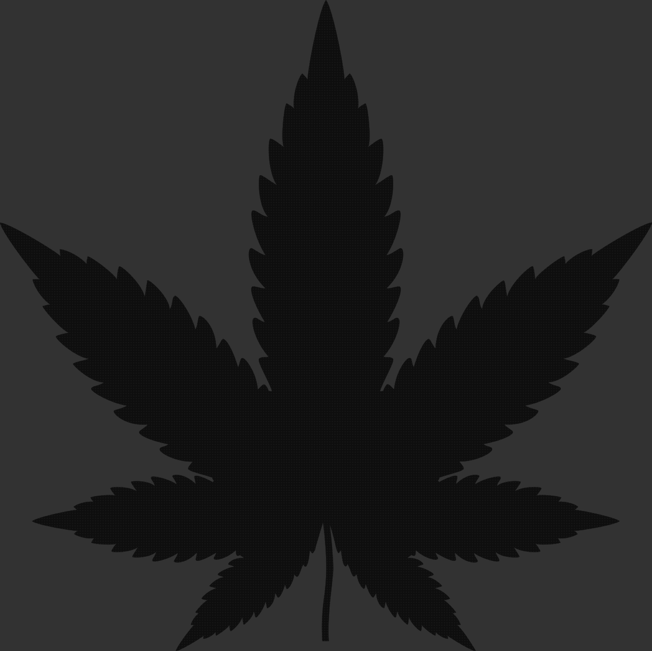 TOP 25 hojas marihuanas secas