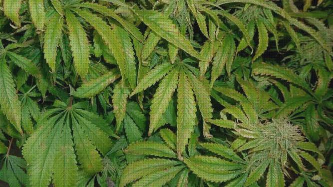 Las mejores marcas de cannabis hojas secas semillas de cannabis autofloracion cannabis hoja seca cannabis