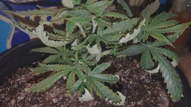 Las 17 Mejores hojas secas cannabis