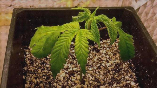 Las mejores semillas marihuana plantas pequeñas hojas amarillas secas en plantas de marihuana interior