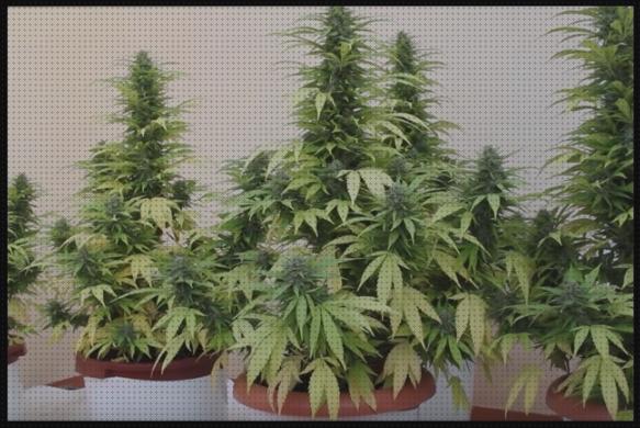 Análisis de las 16 mejores Hojas Amarillas Secas En Plantas De Marihuanas Interiores