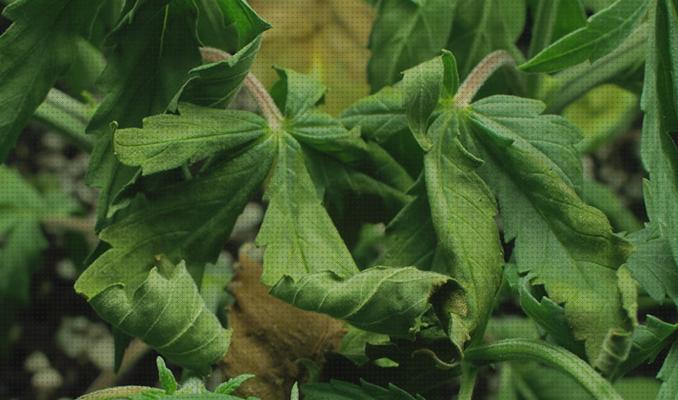 Las mejores marihuana hoja seca marihuanas hojas de marihuanas secas