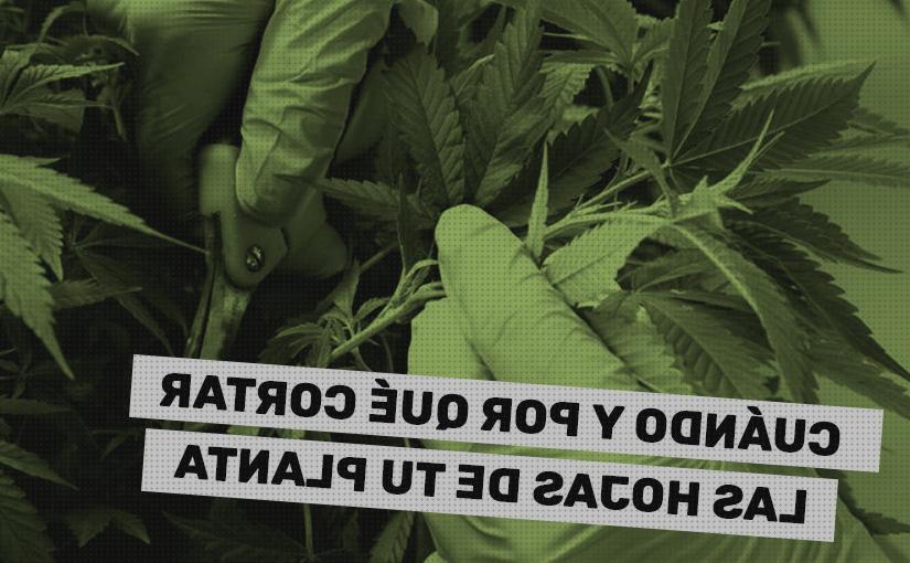 Review de hojas secas marihuana podar