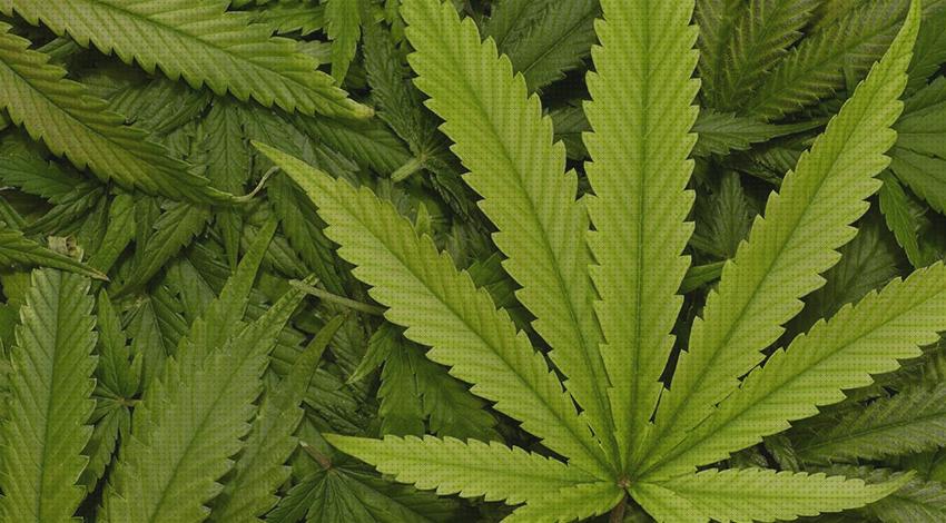 19 Mejores hojas para marihuana bajo análisis