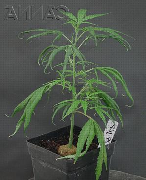 Las mejores hormona de crecimiento cannabis