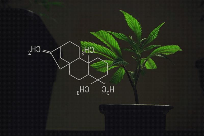 Los 25 Mejores hormones cannabis para comprar