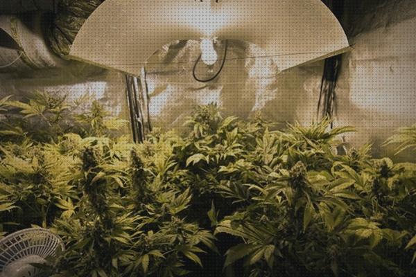 Review de iluminacion artificial marihuana