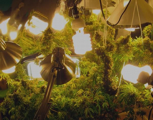 Review de iluminacion led cannabis