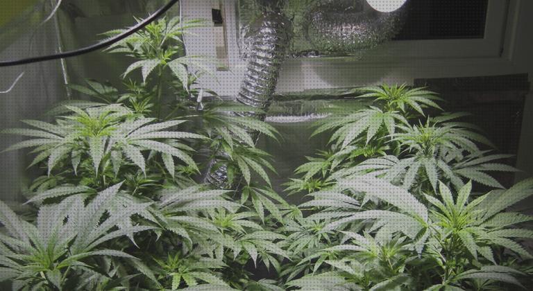 Análisis de los 25 mejores Iluminacion Led Plantas Interiores Marihuanas