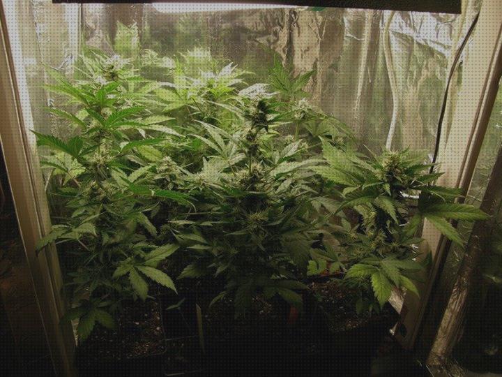 ¿Dónde poder comprar cannabis indoor?