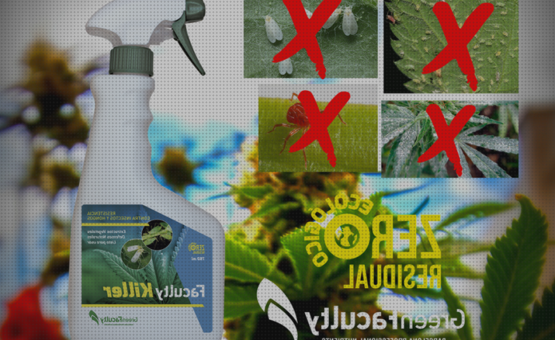 Análisis de los 17 mejores Insecticida Naturales Arañas Rojas Y Blancas Marihuanas