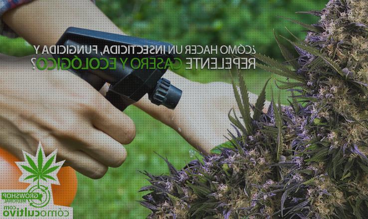 Mejores 19 insecticida organico cannabis del mundo