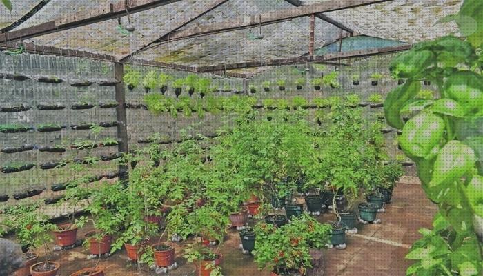 ¿Dónde poder comprar cannabis invernadero botella plastico cannabis?