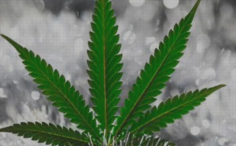 Las mejores marcas de inviernos marihuanas semillas semillas marihuana invierno