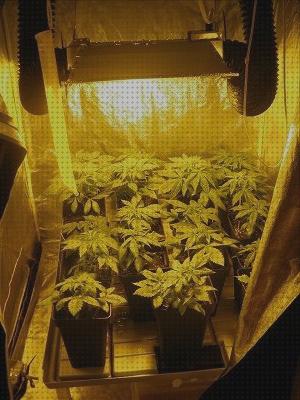 Análisis de los 28 mejores Kit Cultivos Interiores Marihuanas