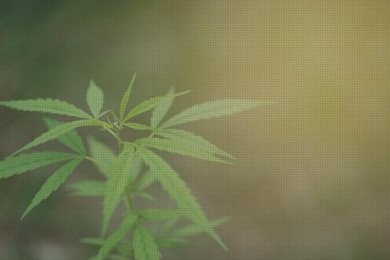 ¿Dónde poder comprar kit cannabis kit cultivos cannabis?