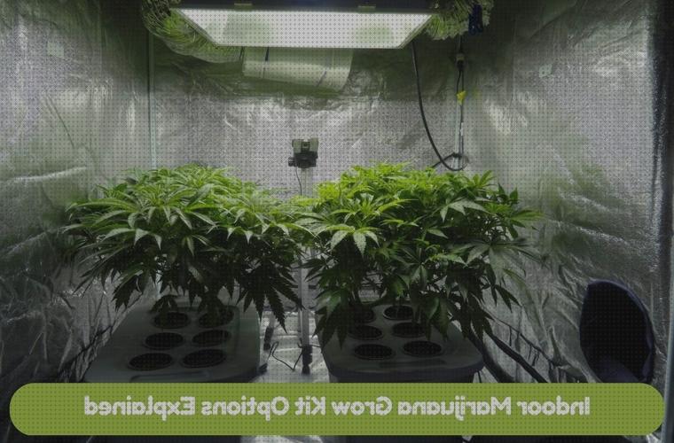 Las mejores marcas de kit growbox cannabis