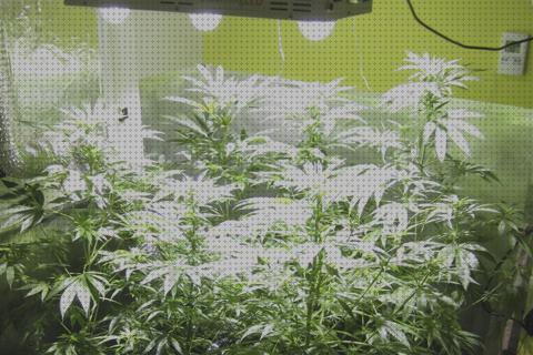 Las mejores kit led cannabis