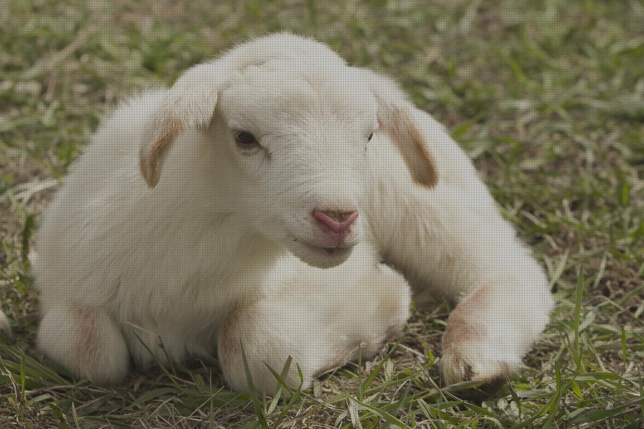 Las mejores marcas de boquilla shish almidón semillas de cañamo semillas de cañamo pelado naturgreen lamb shish