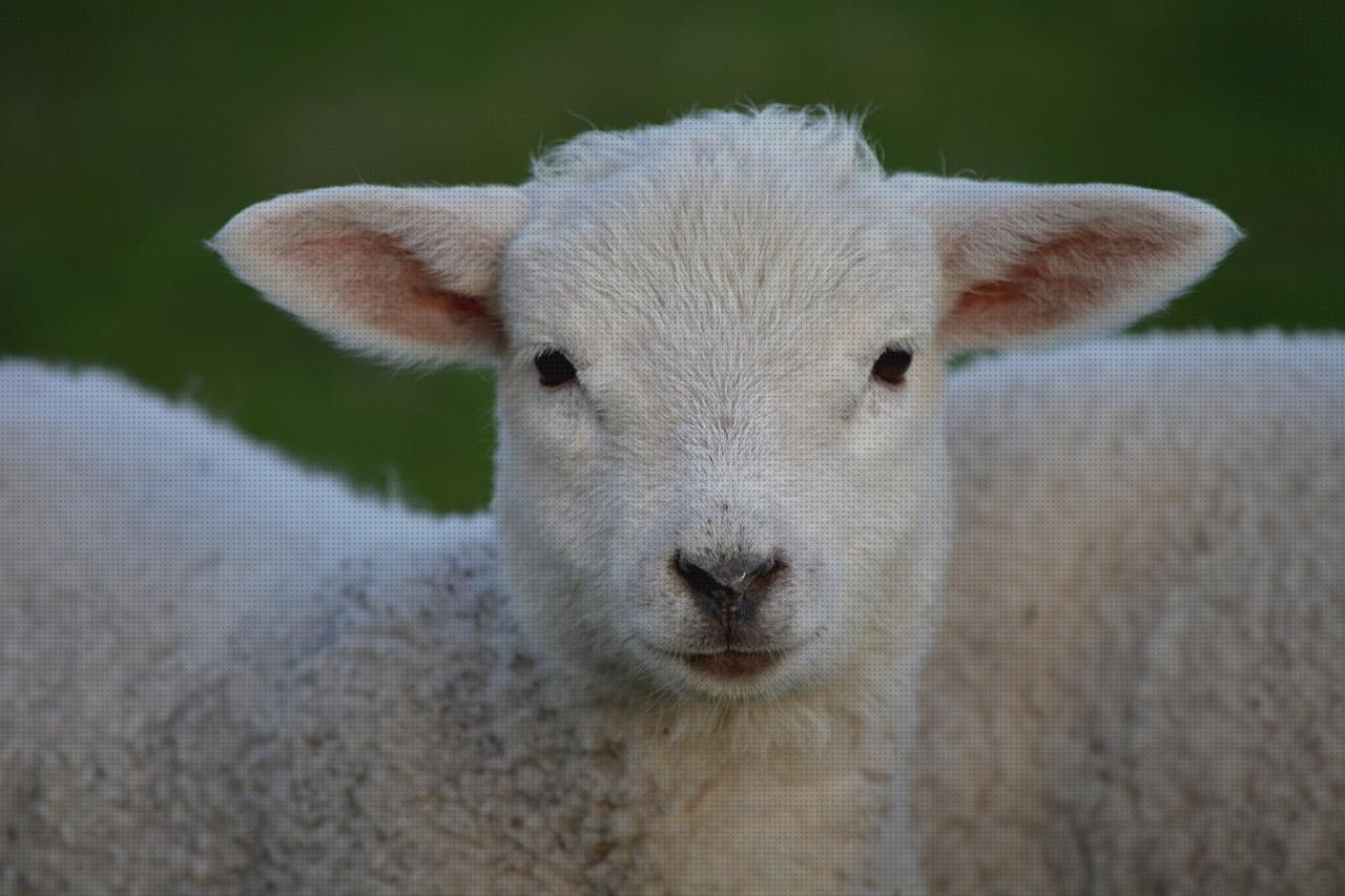 Las mejores boquilla shish almidón semillas de cañamo semillas de cañamo pelado naturgreen lamb shish