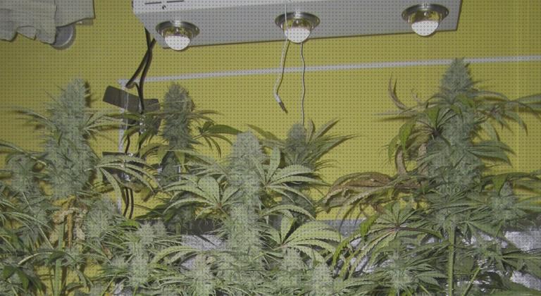 Las mejores lámparas lampara proyector marihuana