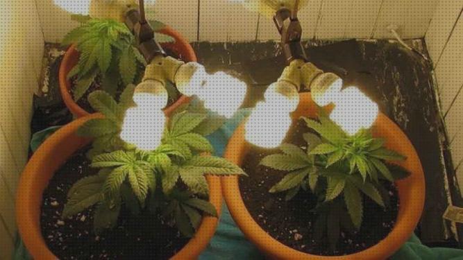 Review de las 10 mejores lamparas led cannabis