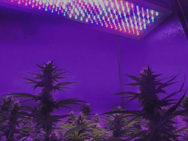 Las mejores led lamparas led marihuana indoor