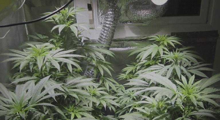 Review de lamparas led marihuana indoor