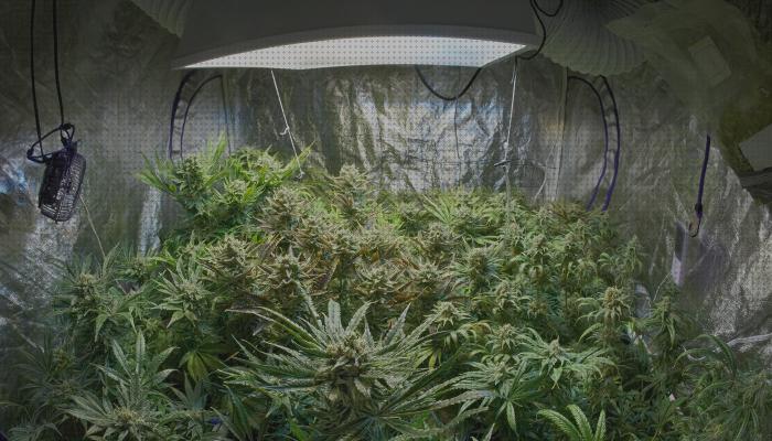 Las 23 Mejores lamparas plantas marihuanas bajo análisis