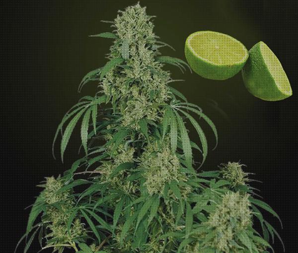Análisis de los 29 mejores lemon para marihuana bajo análisis