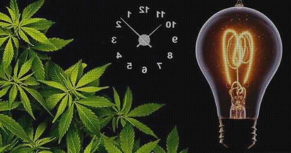 Opiniones de las 14 mejores Luces Semillas Marihuanas En Las Primeras Semanas