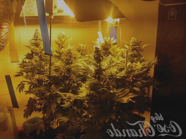 Los 24 Mejores Macetas 11 Litros Cultivos Cannabis Indoor