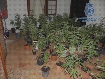 Las mejores macetas maceta de marihuana en casa