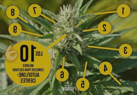 Review de maceta marihuana autofloreciente