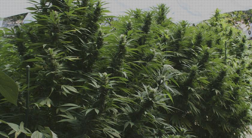 ¿Dónde poder comprar plantar maceta par plantar marihuana?
