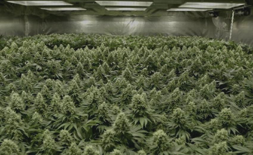 Las mejores macetas cannabis semillas de cannabis autofloracion cannabis macetas cultivo cannabis