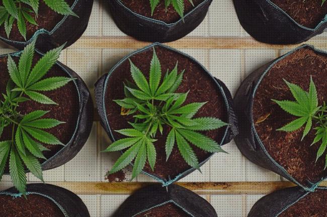 Análisis de los 12 mejores macetas adecuadas cannabis a la venta