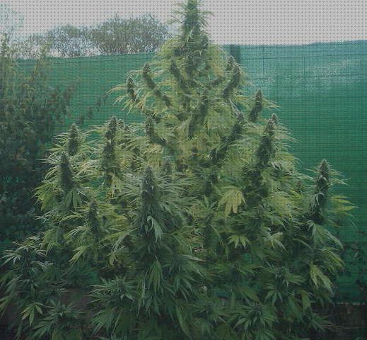 Las mejores marcas de semillas marihuana plantas pequeñas malla ocultacion plantas marihuana