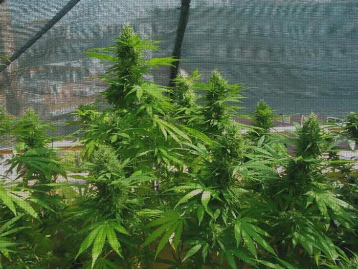 Las 12 Mejores Mallas Ocultacion Plantas Marihuanas