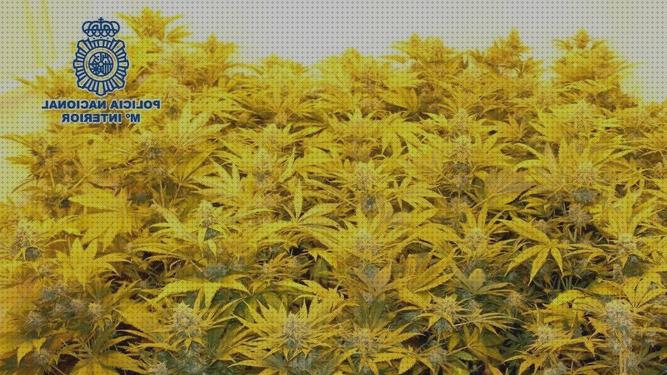 ¿Dónde poder comprar plantar maquina plantar marihuana interior?